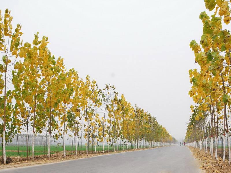 公路建設